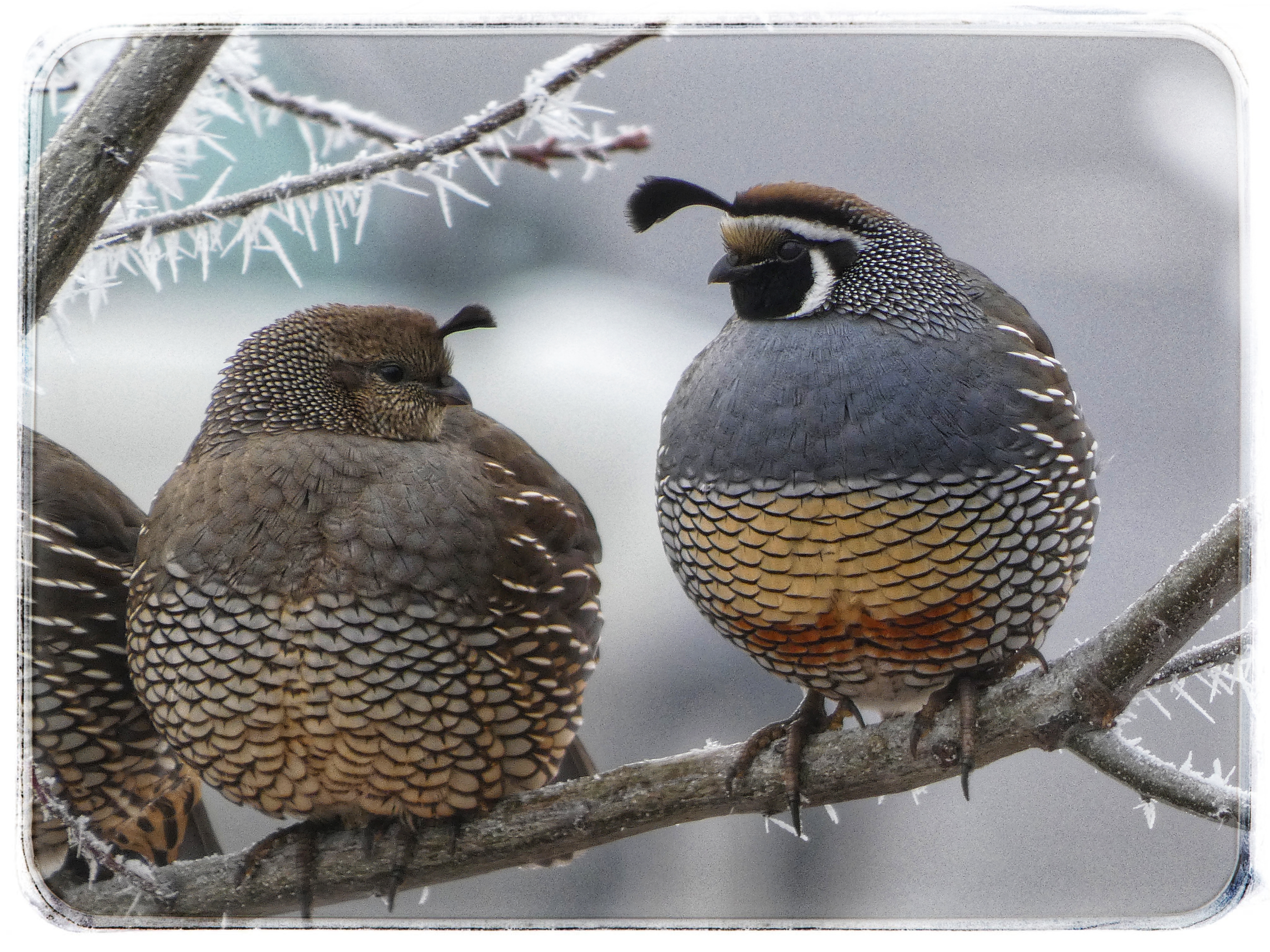 Photo of a pair of incredibly round, plump, round, colorful, and very round (did I say round?) California quail sitting side by side on a hoarfrosted branch of young oak. The adorably and extravagantly orb-y birds are facing forward on the branch, so we see the fluffy brown breast of the female on the left and the puffy grey breast of the male on the right, the lower breast on each demarcated about a third of the way down where begins their lovely scale-like patterning of creamy white that arrange themselves in a tight scalloping of half-moons that seem as though stamped by hand, thinner markings drawing away on their flanks and wings to their sides like quills. Lower down, each has coloring that further warms the charming globes of their bodies--the female showing a toasty patch of golden brown and the male showing a round patch that is a creamier version of the same toast above and an almost sienna ruddiness below. The lovely quails are facing each other, the lovely stippling on their necks gracing the outskirts of their brown (female) and black and white (male) faces and the funny, pretty pull tabs of their forehead crests curving towards each other. The backdrop is a haze of frozen fog and neighborhood, with a few other branches of spikily frosted oak and the side of a third quail who disappears out the side of the photo to give these two their space. I've added a white border/frame to the photo to make it seem more like the postcard I felt it to be.